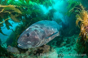 Giant black sea bass, endangered species, reaching up to 8' in length and 500 lbs, amid giant kelp forest, Stereolepis gigas, Catalina Island