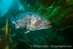 Giant black sea bass, endangered species, reaching up to 8' in length and 500 lbs, amid giant kelp forest, Stereolepis gigas, Catalina Island