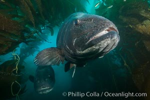 Giant black sea bass, endangered species, reaching up to 8' in length and 500 lbs, amid giant kelp forest, Stereolepis gigas, Catalina Island