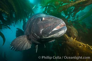 Giant black sea bass, endangered species, reaching up to 8' in length and 500 lbs, amid giant kelp forest, Stereolepis gigas, Catalina Island