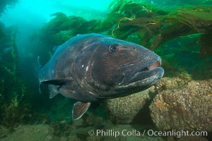 Giant black sea bass, endangered species, reaching up to 8' in length and 500 lbs, amid giant kelp forest, Stereolepis gigas, Catalina Island