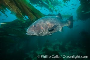 Giant black sea bass, endangered species, reaching up to 8' in length and 500 lbs, amid giant kelp forest