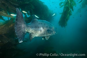 Giant black sea bass, endangered species, reaching up to 8' in length and 500 lbs, amid giant kelp forest, Stereolepis gigas, Catalina Island