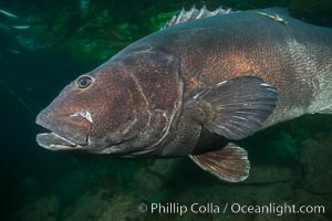 Giant black sea bass with research tag, endangered species, reaching up to 8' in length and 500 lbs, amid giant kelp forest, Stereolepis gigas, Catalina Island