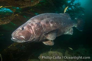 Giant black sea bass, endangered species, reaching up to 8' in length and 500 lbs, amid giant kelp forest, Stereolepis gigas, Catalina Island