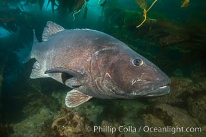 Giant black sea bass, endangered species, reaching up to 8' in length and 500 lbs, amid giant kelp forest, Stereolepis gigas, Catalina Island