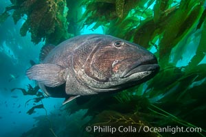 Giant black sea bass, endangered species, reaching up to 8' in length and 500 lbs, amid giant kelp forest. Catalina Island, California, USA, Stereolepis gigas, natural history stock photograph, photo id 33396