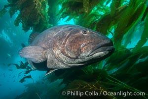 Giant black sea bass, endangered species, reaching up to 8' in length and 500 lbs, amid giant kelp forest, Stereolepis gigas, Catalina Island