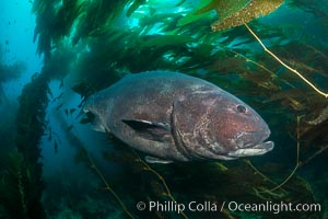 Giant black sea bass, endangered species, reaching up to 8' in length and 500 lbs, amid giant kelp forest, Stereolepis gigas, Catalina Island