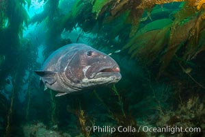 Giant black sea bass, endangered species, reaching up to 8' in length and 500 lbs, amid giant kelp forest. Catalina Island, California, USA, Stereolepis gigas, natural history stock photograph, photo id 33400