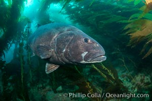 Giant black sea bass, endangered species, reaching up to 8' in length and 500 lbs, amid giant kelp forest, Stereolepis gigas, Catalina Island