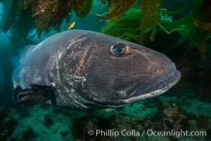 Giant black sea bass, endangered species, reaching up to 8' in length and 500 lbs, amid giant kelp forest