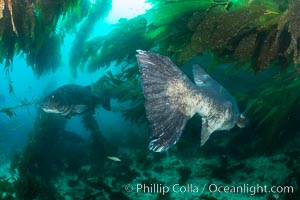 Giant black sea bass, endangered species, reaching up to 8' in length and 500 lbs, amid giant kelp forest, Stereolepis gigas, Catalina Island