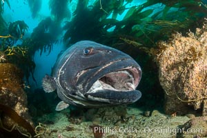 Giant black sea bass, endangered species, reaching up to 8' in length and 500 lbs, amid giant kelp forest, Stereolepis gigas, Catalina Island