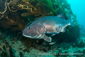 Giant black sea bass, endangered species, reaching up to 8' in length and 500 lbs, amid giant kelp forest, Stereolepis gigas, Catalina Island