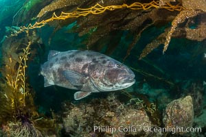 Giant black sea bass, endangered species, reaching up to 8' in length and 500 lbs, amid giant kelp forest. Catalina Island, California, USA, Stereolepis gigas, natural history stock photograph, photo id 33411