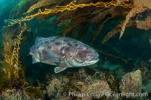 Giant black sea bass, endangered species, reaching up to 8' in length and 500 lbs, amid giant kelp forest, Stereolepis gigas, Catalina Island