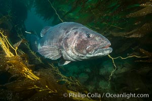 Giant black sea bass, endangered species, reaching up to 8' in length and 500 lbs, amid giant kelp forest, Stereolepis gigas, Catalina Island