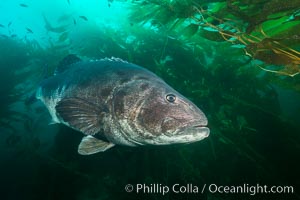 Giant black sea bass, endangered species, reaching up to 8' in length and 500 lbs, amid giant kelp forest, Stereolepis gigas, Catalina Island