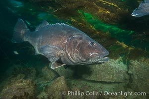 Giant black sea bass, endangered species, reaching up to 8' in length and 500 lbs, amid giant kelp forest, Stereolepis gigas, Catalina Island