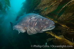 Giant black sea bass, endangered species, reaching up to 8' in length and 500 lbs, amid giant kelp forest, Stereolepis gigas, Catalina Island