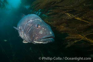 Giant black sea bass, endangered species, reaching up to 8' in length and 500 lbs, amid giant kelp forest. Catalina Island, California, USA, Stereolepis gigas, natural history stock photograph, photo id 33420