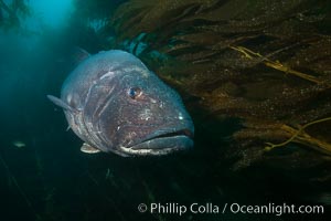 Giant black sea bass, endangered species, reaching up to 8' in length and 500 lbs, amid giant kelp forest, Stereolepis gigas, Catalina Island