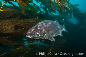 Giant black sea bass, endangered species, reaching up to 8' in length and 500 lbs, amid giant kelp forest, Stereolepis gigas, Catalina Island