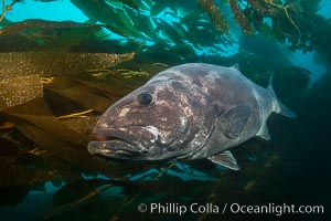 Giant black sea bass, endangered species, reaching up to 8' in length and 500 lbs, amid giant kelp forest, Stereolepis gigas, Catalina Island