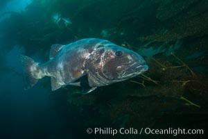 Giant black sea bass, endangered species, reaching up to 8' in length and 500 lbs, amid giant kelp forest. Catalina Island, California, USA, Stereolepis gigas, natural history stock photograph, photo id 33423