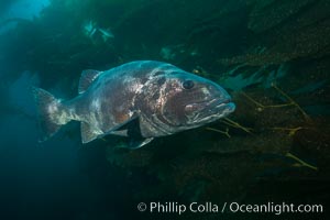 Giant black sea bass, endangered species, reaching up to 8' in length and 500 lbs, amid giant kelp forest, Stereolepis gigas, Catalina Island