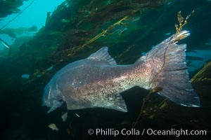 Giant black sea bass, endangered species, reaching up to 8' in length and 500 lbs, amid giant kelp forest, Stereolepis gigas, Catalina Island