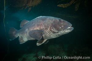 Giant black sea bass, endangered species, reaching up to 8' in length and 500 lbs, amid giant kelp forest, Stereolepis gigas, Catalina Island