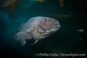 Giant black sea bass, endangered species, reaching up to 8' in length and 500 lbs, amid giant kelp forest, Stereolepis gigas, Catalina Island