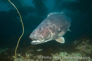 Giant black sea bass, endangered species, reaching up to 8' in length and 500 lbs, amid giant kelp forest, Stereolepis gigas, Catalina Island