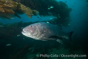 Giant black sea bass, endangered species, reaching up to 8' in length and 500 lbs, amid giant kelp forest, Stereolepis gigas, Catalina Island