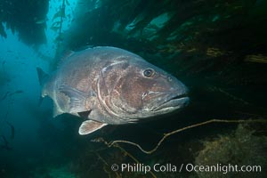 Giant black sea bass, endangered species, reaching up to 8' in length and 500 lbs, amid giant kelp forest, Stereolepis gigas, Catalina Island