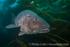 Giant black sea bass, endangered species, reaching up to 8' in length and 500 lbs, amid giant kelp forest. Catalina Island, California, USA, Stereolepis gigas, natural history stock photograph, photo id 33430