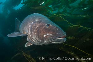 Giant black sea bass, endangered species, reaching up to 8' in length and 500 lbs, amid giant kelp forest, Stereolepis gigas, Catalina Island