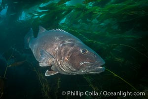 Giant black sea bass, endangered species, reaching up to 8' in length and 500 lbs, amid giant kelp forest, Stereolepis gigas, Catalina Island