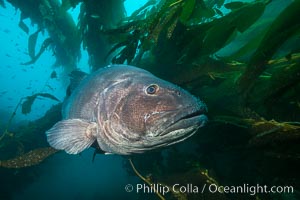 Giant black sea bass, endangered species, reaching up to 8' in length and 500 lbs, amid giant kelp forest, Stereolepis gigas, Catalina Island