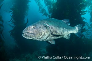 Giant black sea bass in the kelp forest at Catalina Island. An Endangered Giant Sea Bass can reach up to 8 feet in length and 500 pounds, seen here amid the giant kelp forest of Catalina Island. Once nearly fished to extinction and now thought to be at risk of a genetic bottleneck, the giant sea bass is slowly recovering and can be seen in summer months in California's kelp forests, Stereolepis gigas