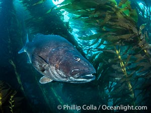 Giant black sea bass in the kelp forest at Catalina Island, Stereolepis gigas