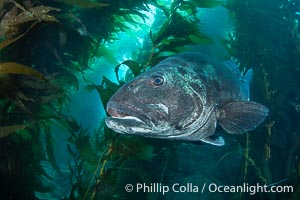 Giant black sea bass in the kelp forest at Catalina Island, Stereolepis gigas