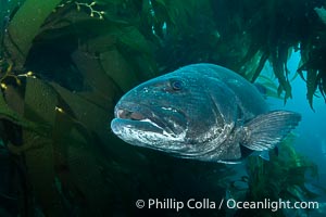 Giant black sea bass in the kelp forest at Catalina Island, Stereolepis gigas