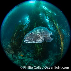Giant black sea bass in the kelp forest at Catalina Island, Stereolepis gigas