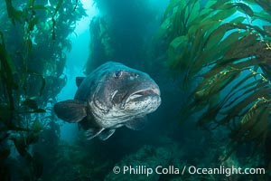 Giant black sea bass in the kelp forest at Catalina Island, Stereolepis gigas