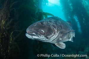 Giant black sea bass in the kelp forest at Catalina Island, Stereolepis gigas