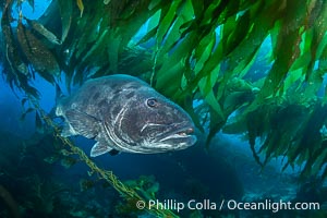 Giant Black Sea Bass with Distinctive Identifying Black Spots that allow researchers to carry out sight/resight studies on the animals distributions and growth.  Black sea bass can reach 500 pounds and 8 feet in length, Stereolepis gigas, Catalina Island