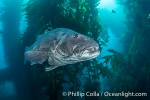 Giant Black Sea Bass with Distinctive Identifying Black Spots that allow researchers to carry out sight/resight studies on the animals distributions and growth.  Black sea bass can reach 500 pounds and 8 feet in length, Stereolepis gigas, Catalina Island